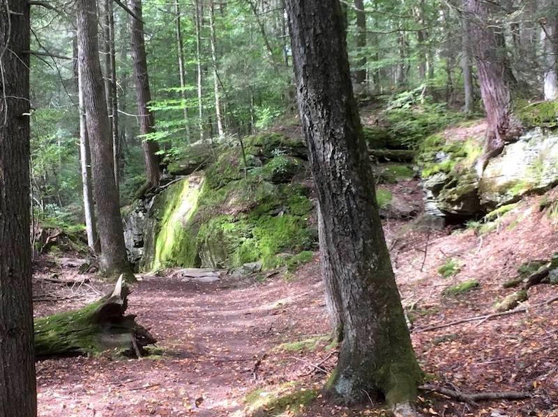 Deep Woods