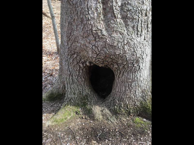 Love Tree