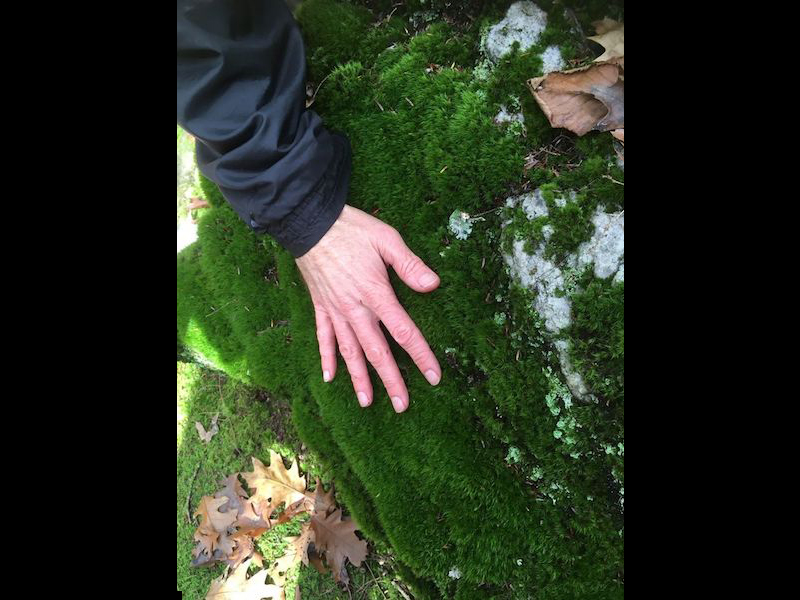 Moss