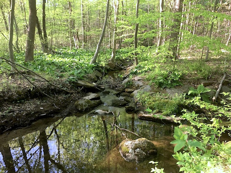 Side Trail