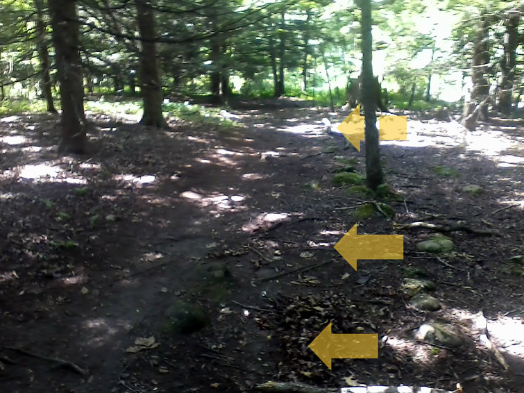 Blue Trail Narrowed 1