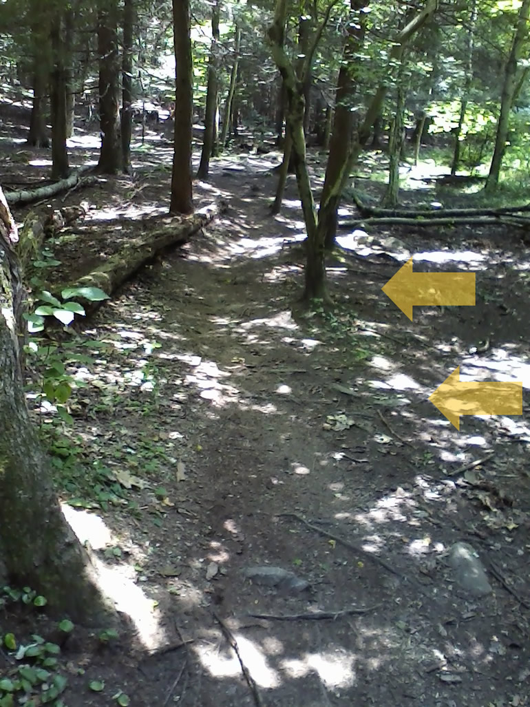 Blue Trail Narrowed 2