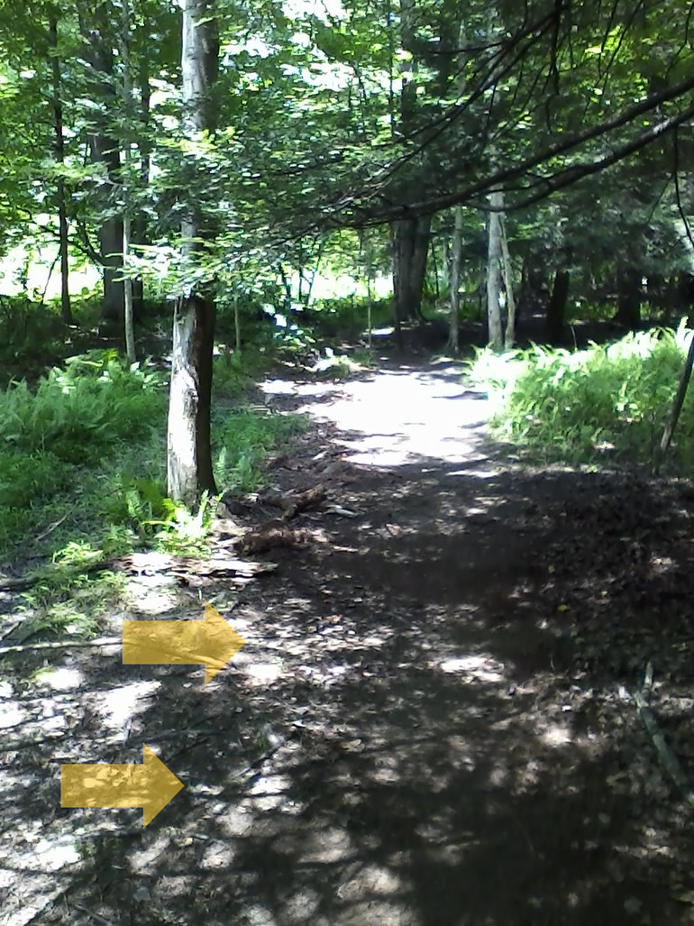 Blue Trail Narrowed 3