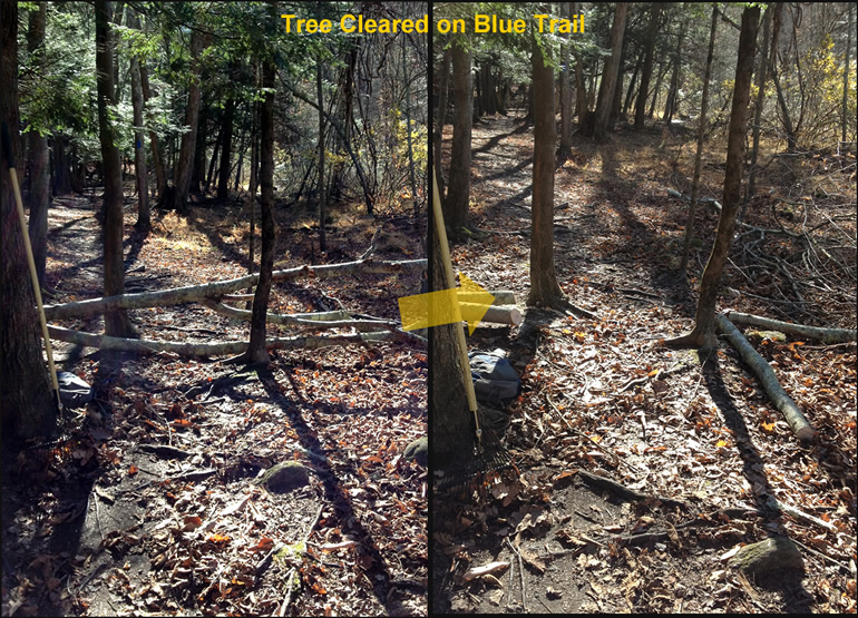 Small Tree Cleared